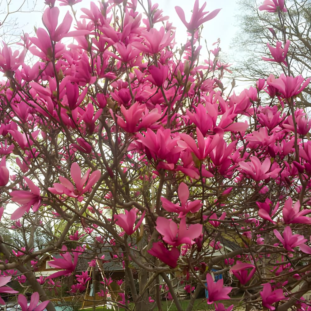 Ann Magnolia Tree Live, 12-18 Inch Tall in 2.5 Inch Pot, Low Maintenance Fragrant Multi-Petal Flowering Shrub for Small Yards and Focal Points