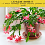Exotic Red Christmas Cactus Plant Live| 4 to 7 Inch Tall Potted Indoor Decorative Plant for Home & Office | Live Christmas Cactus Plants Houseplants | Christmas Hanging Baskets for Outdoors