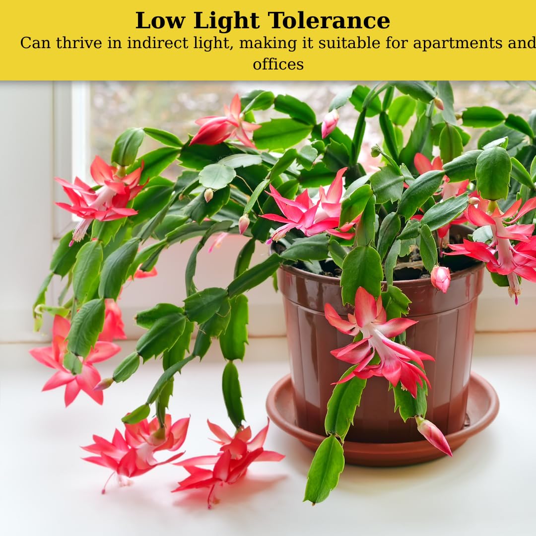Purple Christmas Cactus Plant Live | 3 to 4 Inch Tall Indoor Decorative Plant for Home & Office | Live Christmas Cactus Plants Houseplants | Christmas Hanging Baskets for Outdoors