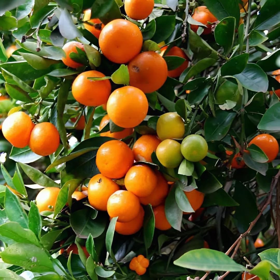 (No Ship to CA,HI,AK) Kishu Mandarin Oranges Tree Live Plant | 1 Gallon Live Potted Citrus Tree | Sweet Juicy Fruit for Cooking Juicing & Home Gardening