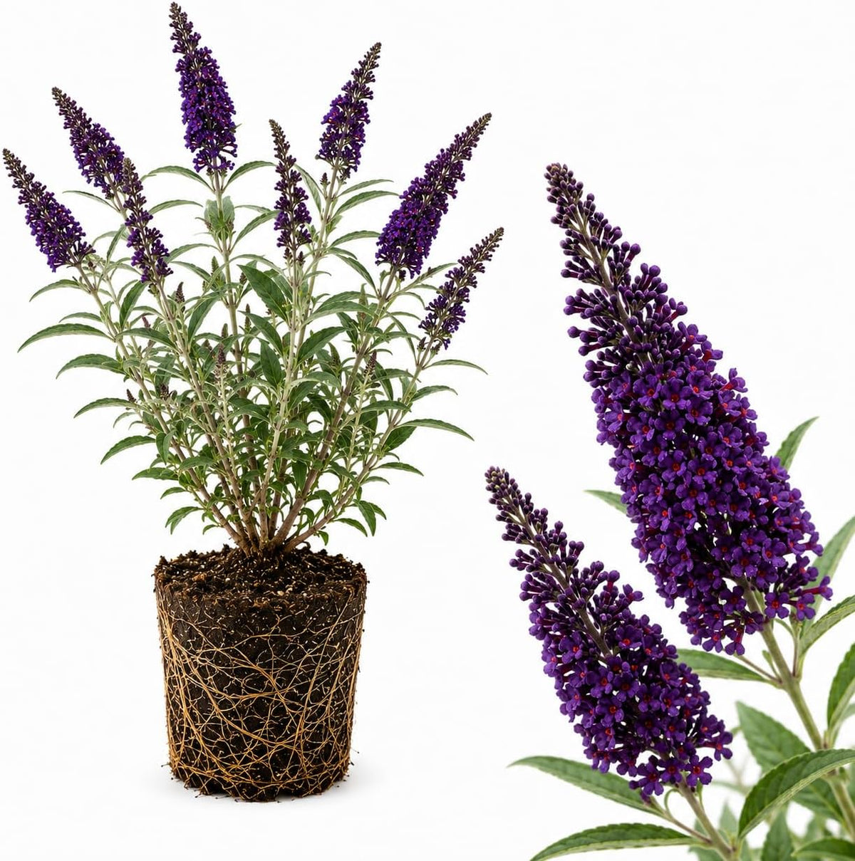 Butterfly Bush Live Plant, 4-6 Inch Tall Starter, Deep Purple Flowering Shrub for Backyard and Garden Rows