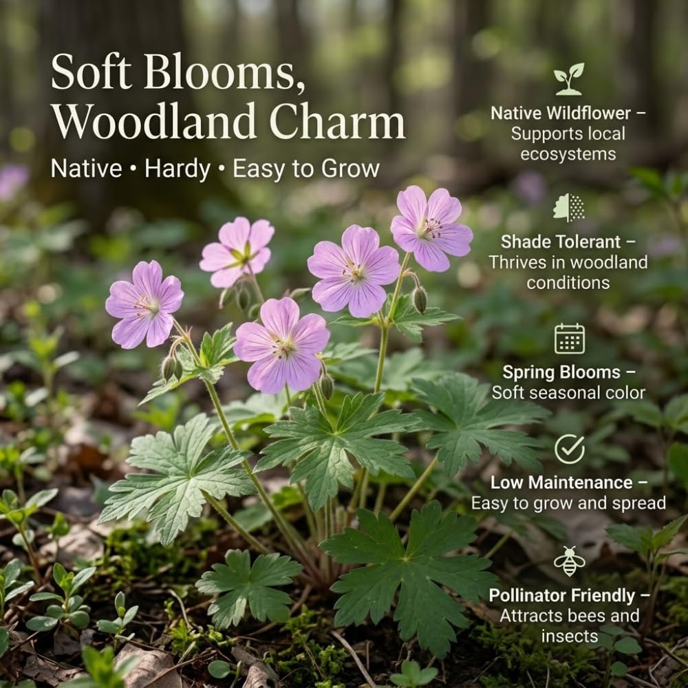 10 Wild Geranium Roots, Geranium Maculatum, Lavender Pink Flowering Perennial for Shady Garden Borders, Cold-Hardy Flower for Woodland Landscapes