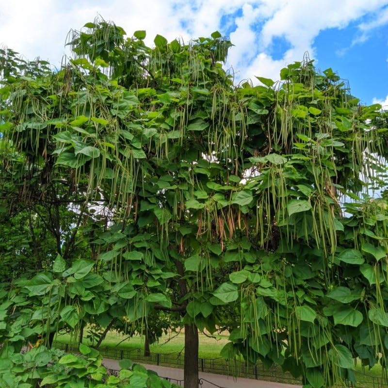 10 Catalpa Tree Plant Live – Catalpa Native Seedlings 1–2 Feet Tall | Easy to Grow Outdoor Trees for Backyard Shade & Wildlife Habitat