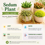 Sedum Dasyphyllum Major Succulent Plant, 4 Inch Pot Sedum Plant Live, Fully Rooted, Drought-Tolerant, Low Maintenance Indoor Houseplant, Ideal for Home & Office Décor & Gifts