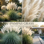 White Pampas Grass Plants, Ornamental Grasses Live Plants Perennial, 4 Inch Tall, Low Maintenance Ornamental Perennial for Patios and Outdoor Spaces