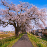 2 Yoshino Cherry Blossom Trees, 6-12 Inch Tall, Easy Care, Hardy Ornamental Flowering Cherry Tree, Ideal for Yard, Garden & Landscape