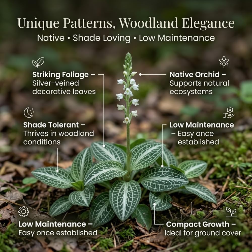 10 Rattlesnake Orchid Roots, Goodyera Pubescens, Low Maintenance Plant, Evergreen Perennial Orchid for Shady Gardens