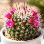 Live Cactus Plant Un Pico (Mammillaria Spinosissima), 4" Pot, Low Maintenance Rare Cactus, Drought Tolerant Houseplant for Indoor Décor, Windowsills & Succulent Collections