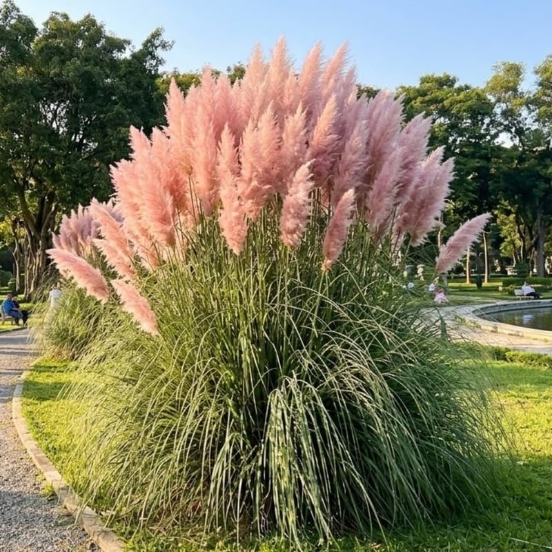 2 Pink Pampas Grass Live Plant, Cortaderia Selloana, Well-Rooted 4" Potted Plant for Privacy Screens and Sunny Spots