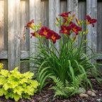 3 Red Volunteer Daylily Plants Live Bare Root Fans, Low Maintenance, Hardy Perennial Flowers, Ideal for Border Gardens, Beds & Outdoor Landscaping