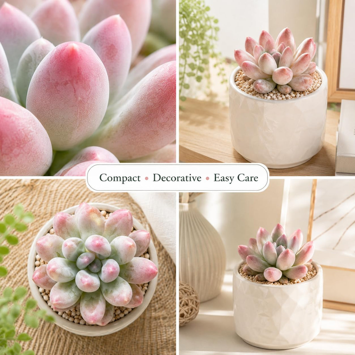 2 Echeveria Chroma Succulent Plants Live, 2 Inch Pot, Rare Live Succulent, Easy Care, Vibrant Color Indoor Houseplant for Home, Office Décor, Small Spaces & Gifts