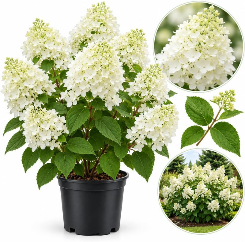 Silver Dollar Hydrangea Plants Live, Live Hydrangea Plant in 4" Pot, Well-Rooted Cold-Hardy Shrub, Two-Toned Blooms for Gardens
