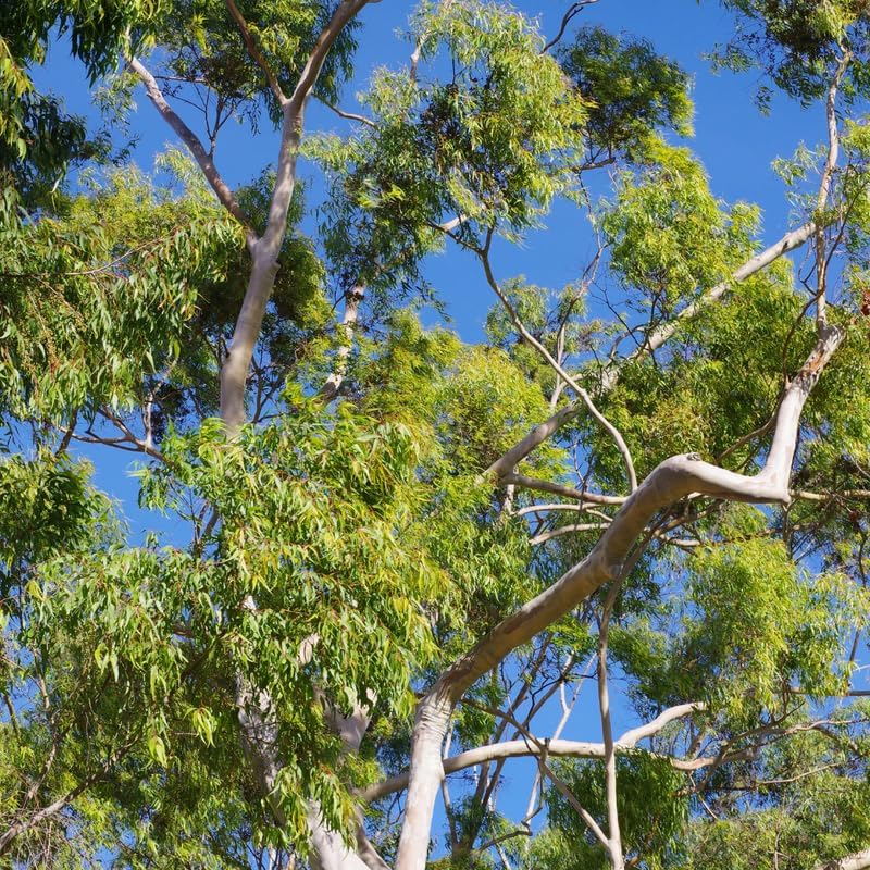 Large Lemon Eucalyptus Plant Live – Live Eucalyptus Plants, Fast Growing Eucalyptus Live Plant for Backyard and Outdoor Plante