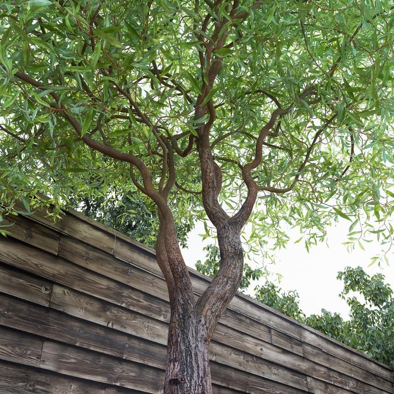 2 Curly Corkscrew Willow Live Bare Root Seedlings | 12-24" Rooted Cuttings | Cold-Hardy Native Deciduous Plants