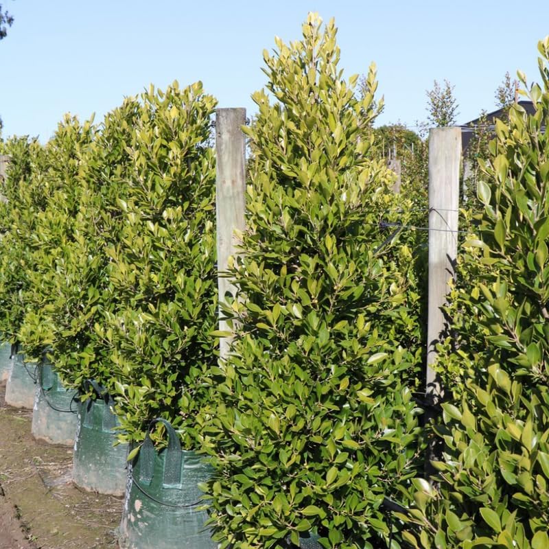 2 Cherry Laurel Live Bare Root Seedlings | 12-24" Rooted Cuttings | Cold-Hardy Evergreen Shrub | Well-Rooted Native Plants for Outdoor Garden