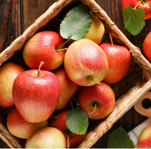 (No Ship to CA, HI, AK) Apple Trees Live Plants in 3 Gallon Pot, Fruit Trees Live Plants Ready to Fruit, Live Zestar Apple Trees for Outdoor Planting