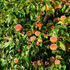 (No Ship to CA,HI,AK) Georgia Peach Tree Live Plant in 3 Gallon Pot, 3 Ft Tall Fruit Bearing Tree, High Yield, Sweet & Juicy Peaches, Ideal for Orchards, Garden & Outdoor Planting
