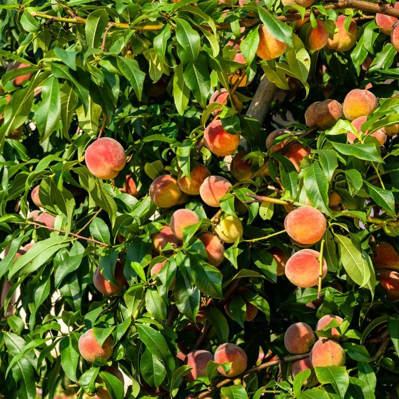 (No Ship to CA,HI,AK) Georgia Peach Tree Live Plant in 3 Gallon Pot, 3 Ft Tall Fruit Bearing Tree, High Yield, Sweet & Juicy Peaches, Ideal for Orchards, Garden & Outdoor Planting
