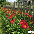 6 Red Volunteer Daylily Plant Bare Root Fans, Long-Lasting Daylilies, Fast Growing Perennial Flowers for Borders, Containers, and Landscaping