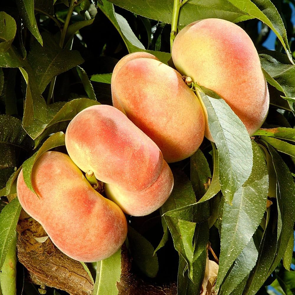 Donut Peach Fruit Tree | Large Live Seedling Plant 30-36 Inches in 3 Gallon Pot | Hardy Sweet Flat Peach Fruit Tree, Ready to Bear Fruits | No Ship to CA,HI,AK