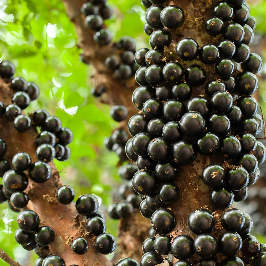 Jaboticaba Tree Live Plant | Jabuticaba Plant for Planting | 2.5–3 Ft Live Potted Tropical Fruit | Compact Sweet Berry Tree for Gardens Balconies & Yards | No Ship to CA,HI,AK