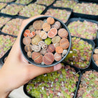 Pack of 20 Live Small Exotic Lithops Live Plants | Perfect for Lithops Starter, Great Terrarium Addition | Bare Root Without Soil or Pot, Easy to Grow and Ideal for Indoor/Outdoor Display