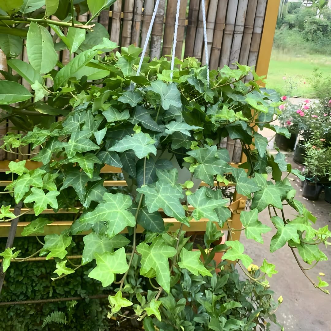 Green English Ivy Indoor Plant in 4 Inch Pot | Fast-Growing English Ivy Live Plant for Fresh Indoor Greenery | Low-Maintenance Trailing Houseplant for Windowsills, Shelves & Hanging Displays