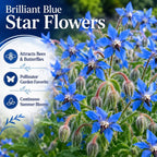 2 Blue Borage Plants Live in Large Pot, Non GMO, Low Maintenance, Fragrant Edible Flower Herb Plants for Gardens & Containers