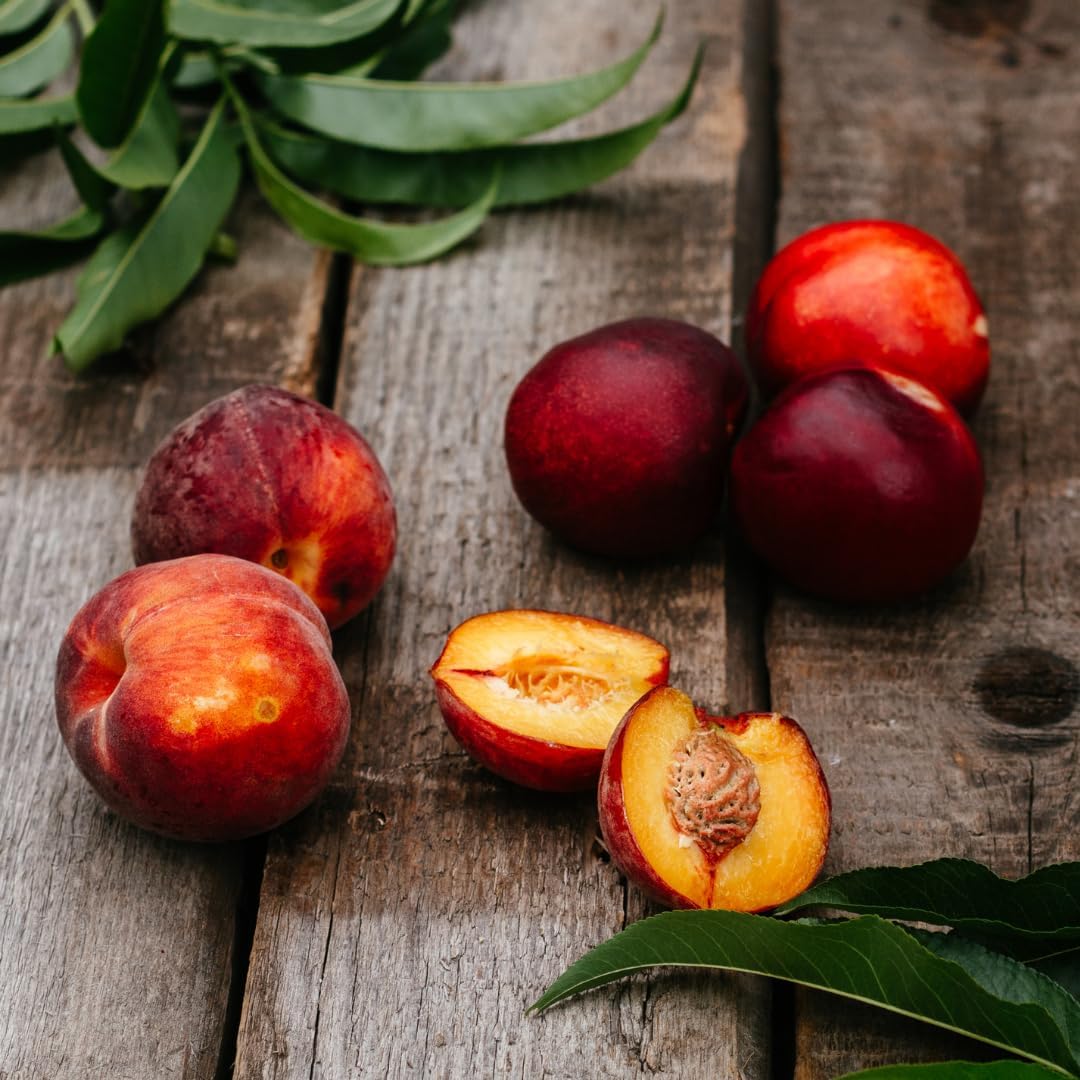 (No Ship to CA, HI, AK) Methley Plum Tree Live Plant in 3 Gallon Pot, 3 Feet Tall Japanese Plum Tree, Sweet Fruit Trees Live Plants Ready to Fruit for Home Backyard