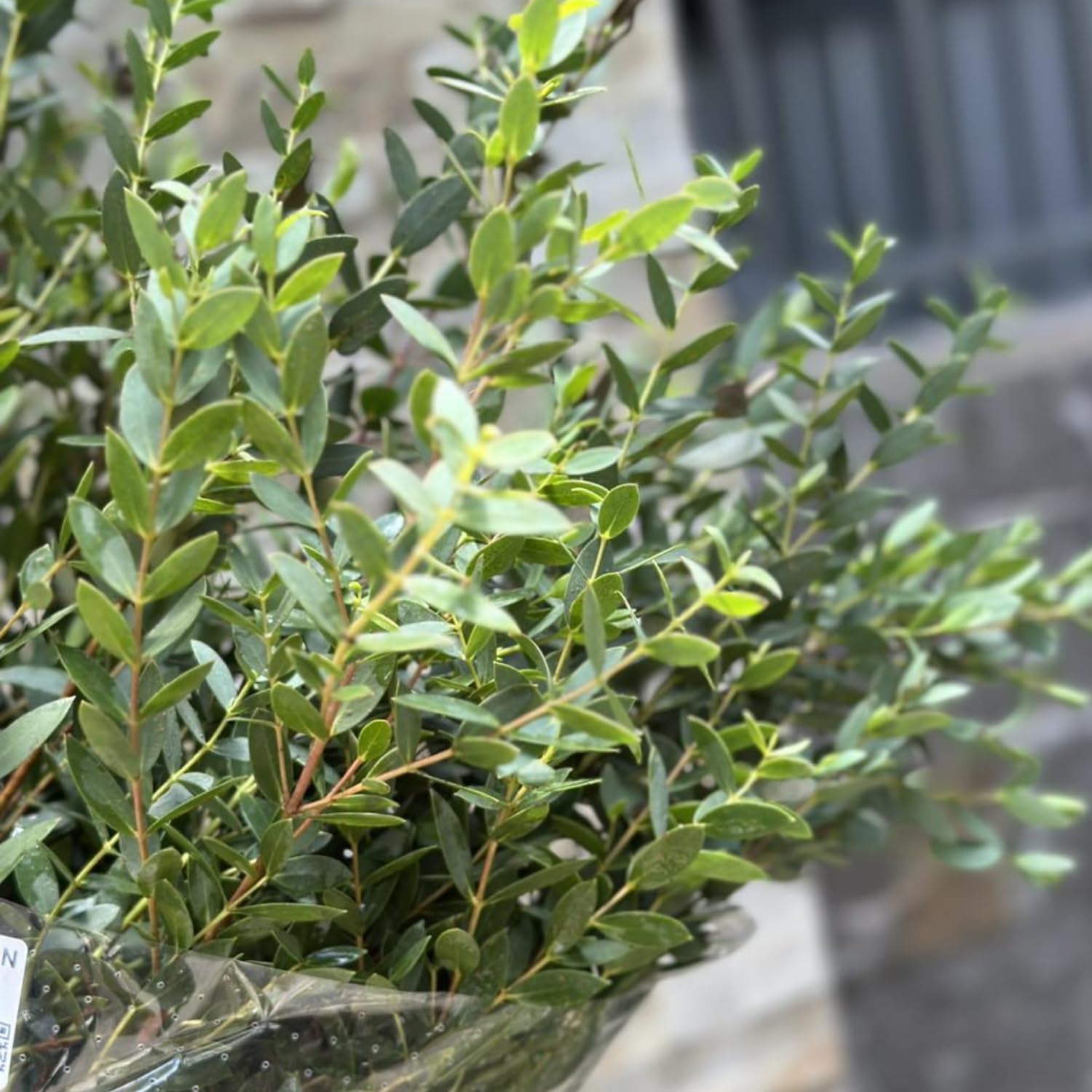 Parvifolia Eucalyptus Live Plant in 2.5 Inch Pot | Live Eucalyptus Plant for Indoor or Outdoor Settings | Graceful Narrow Leaves with Light Blue-Silver Tone | Ideal for Home Décor & Garden Corners