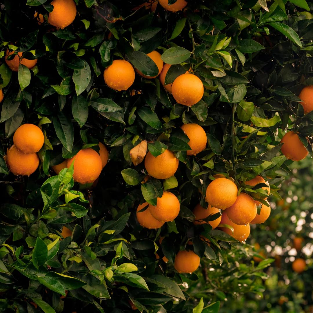 (No Ship to CA,HI,AK) Kishu Mandarin Oranges Tree Live Plant | 1 Gallon Live Potted Citrus Tree | Sweet Juicy Fruit for Cooking Juicing & Home Gardening