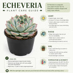 2 Echeveria Chroma Succulent Plants Live, 2 Inch Pot, Rare Live Succulent, Easy Care, Vibrant Color Indoor Houseplant for Home, Office Décor, Small Spaces & Gifts