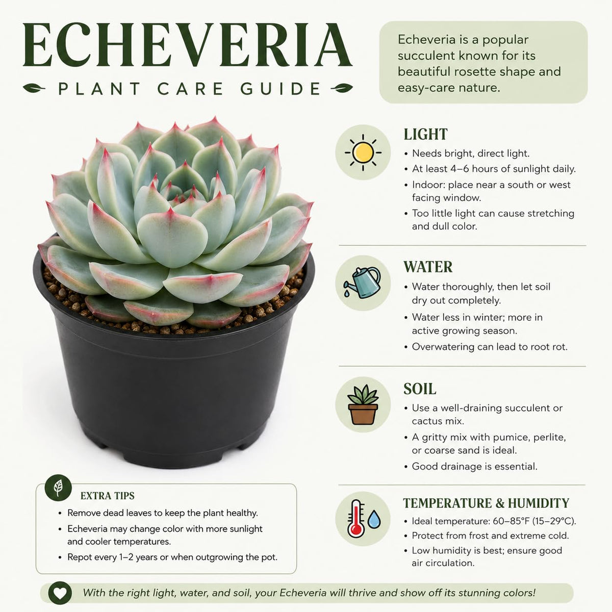 2 Echeveria Chroma Succulent Plants Live, 2 Inch Pot, Rare Live Succulent, Easy Care, Vibrant Color Indoor Houseplant for Home, Office Décor, Small Spaces & Gifts