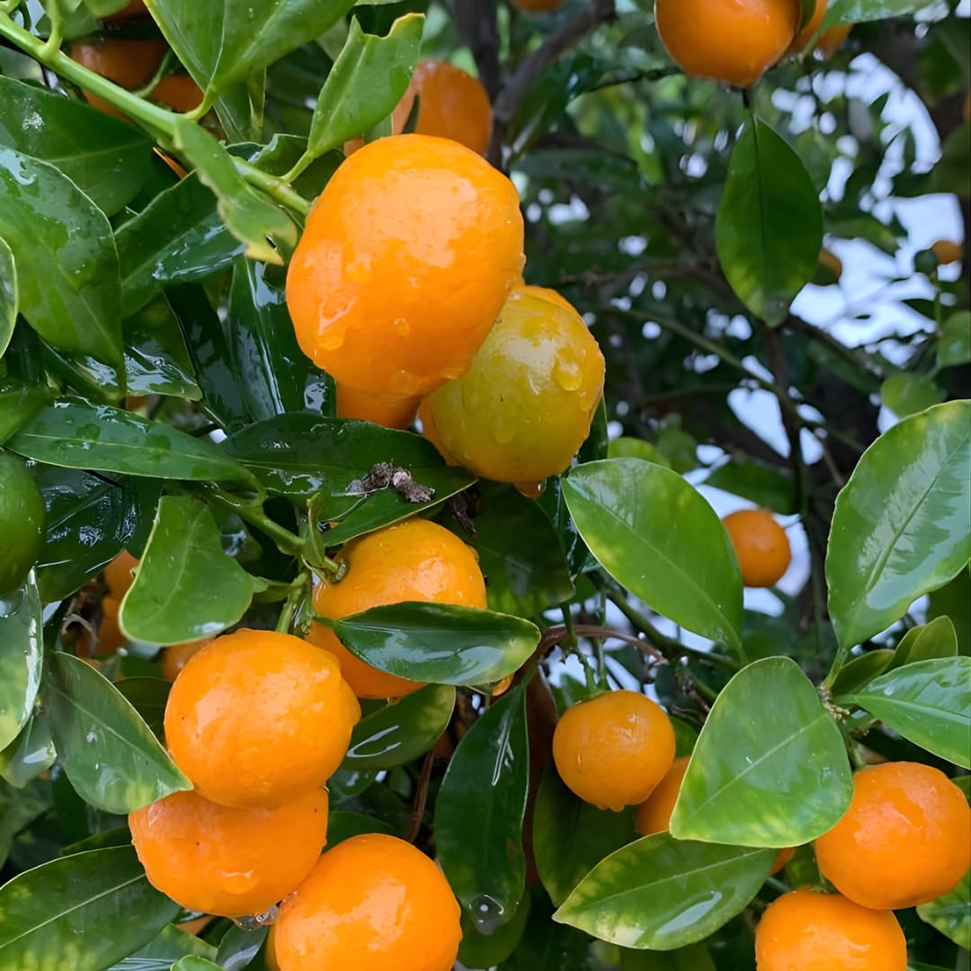 Hamlin Orange Tree for Planting | 2.5–3 Ft Live Citrus Plant | Easy-Grow Edible Fruit Tree for Home Gardens & Patios | No Ship to CA,HI,AK