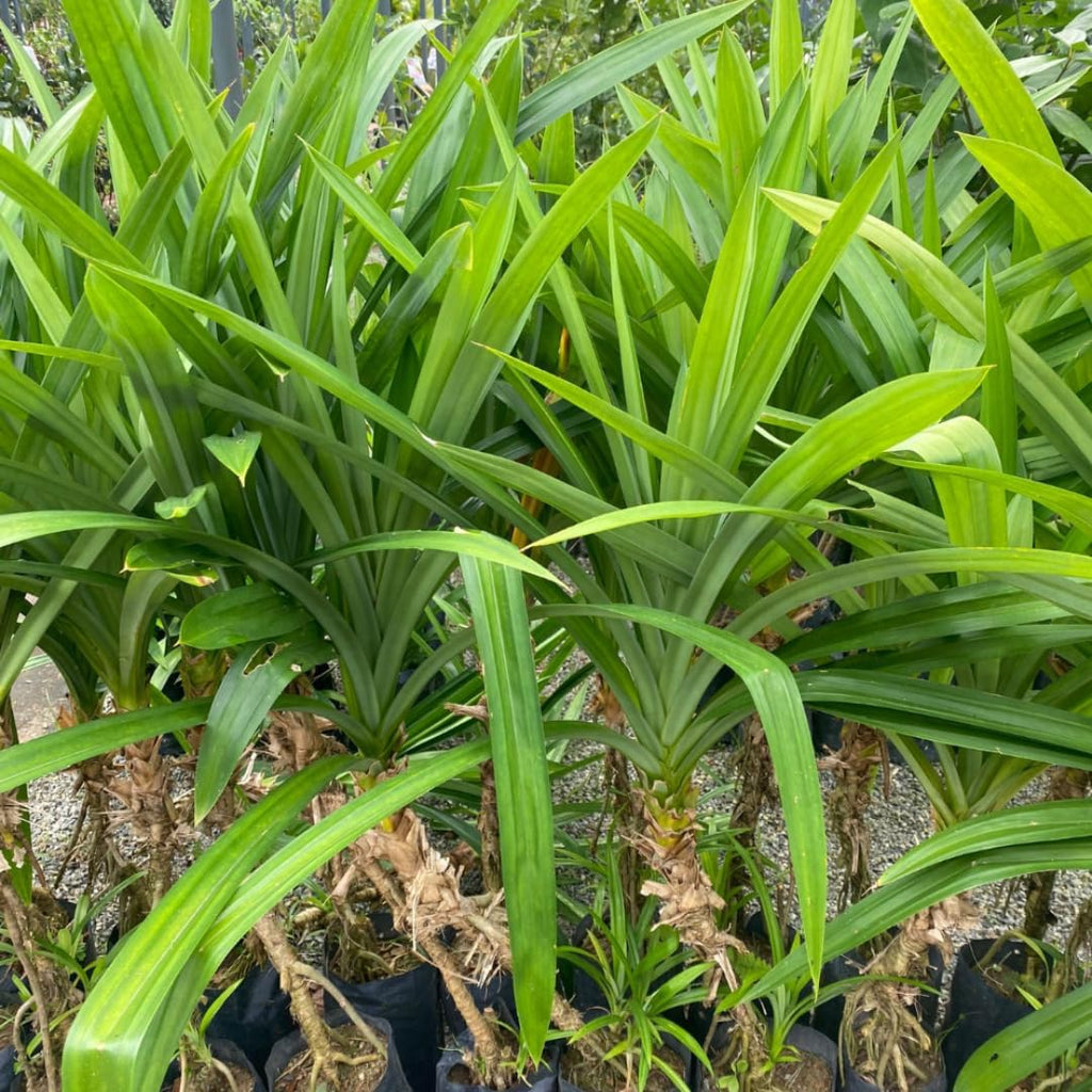 Pandan Plant Live Plants 1–2 Ft | Pandanus Amaryllifolius | Aromatic Leaf Plant for Asian Cooking, Tea, and Home Growing | No Ship to CA,HI,AK