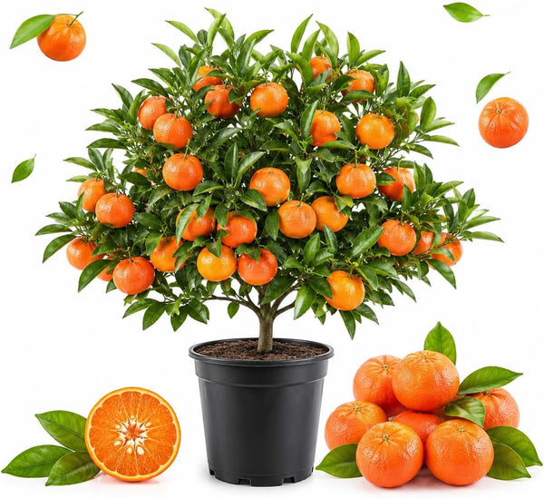 Sunburst Tangerine Orange Tree Live Plant in 1 Gallon Pot, 1-2 Ft Live Citrus Plant, Fast Growing, Easy Care Edible Fruit Tree for Home Gardens & Patios (No Ship to CA, HI, AK)
