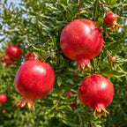 Pomegranate Tree in 3 Gallon Pot, 2-3 Ft Tall, Live Pomegranate Farfianka Plant, Cold Hardy Tree for Outdoor Growing (No Ship to CA,HI,AK)