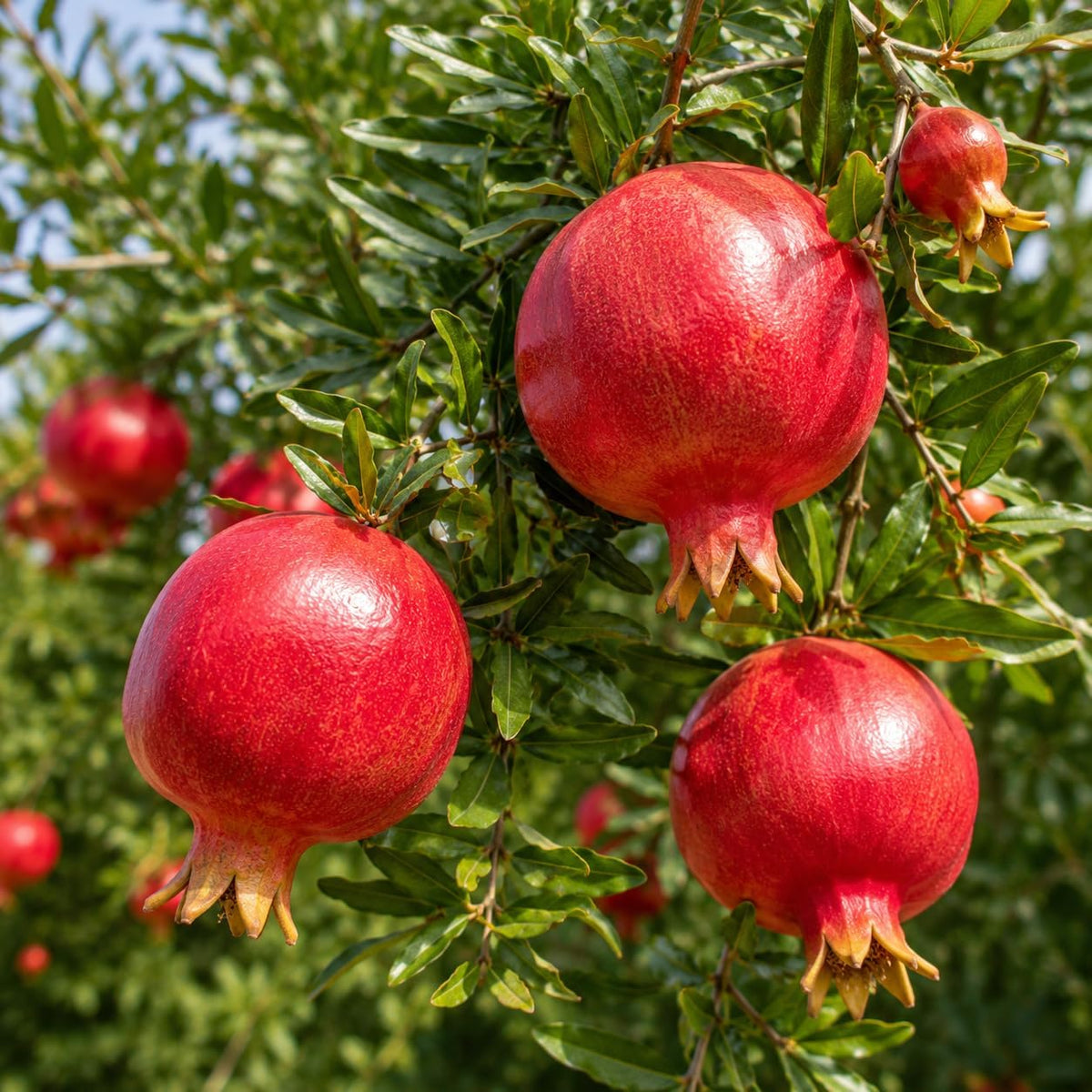 Pomegranate Tree in 3 Gallon Pot, 2-3 Ft Tall, Live Pomegranate Farfianka Plant, Cold Hardy Tree for Outdoor Growing (No Ship to CA,HI,AK)