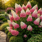 2 Pinky Winky Hydrangea Live Plants in Quart Pot, 6-12" Tall Hydrangea Bushes Ready to Plant, Grow Robust Floral Clusters for Hedges & Outdoor Landscapes