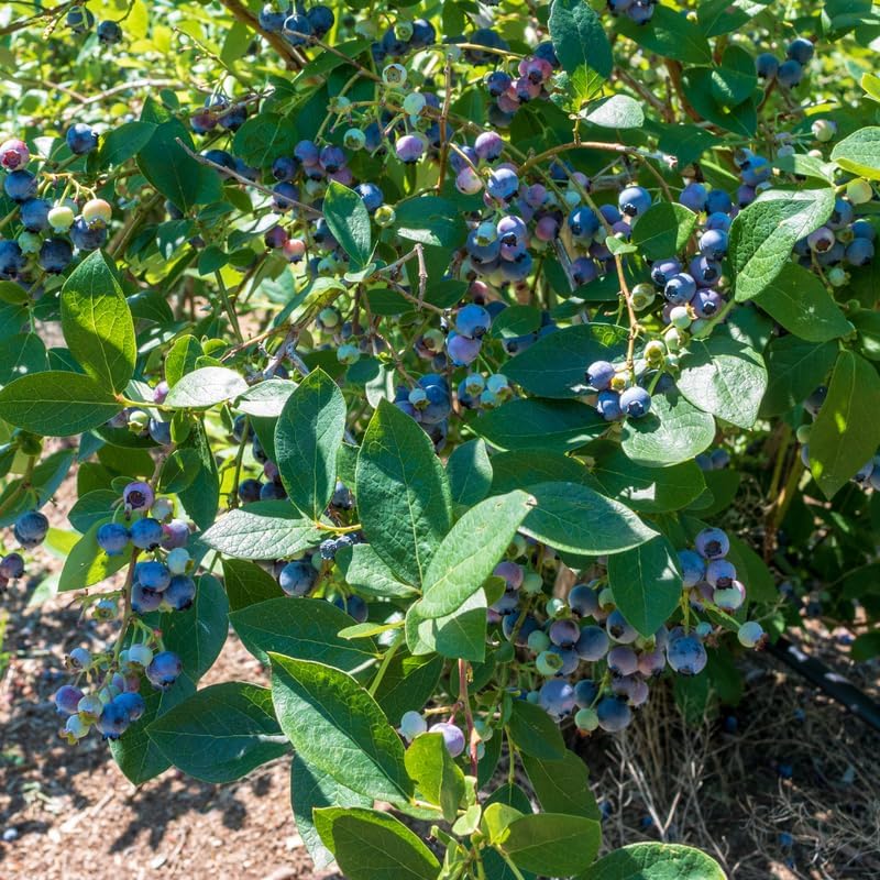 (No Ship to CA, HI, AK) Sweet Blue Berry Live for Planting - 1 to 2 Feet Live Blueberries Plants in 2 Gallon Pot, Perfect for Yard Landscape and Containers
