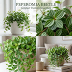Peperomia Live Plant, Peperomia Beetle, Houseplant in 4'' Inch Pot, Easy Indoor Plant Live for Shelves, Desks & Small Spaces