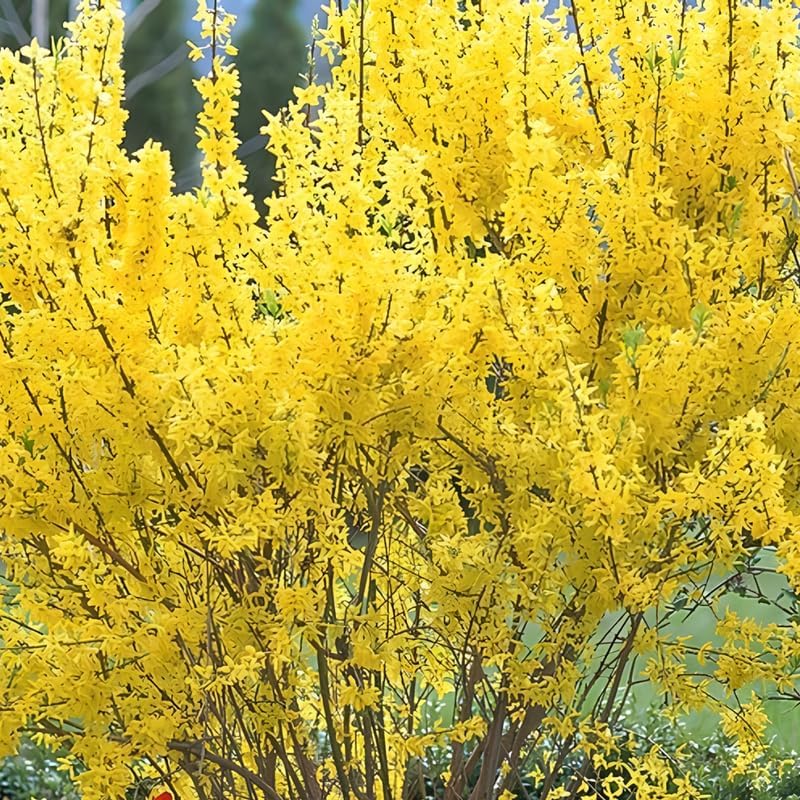 Lynwood Gold Forsythia Live Plant | Quart Pot | Forsythia Bush Plant for Outdoor Growing | Ideal for Garden Planting and Landscape Use