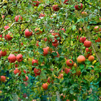 (No Ship to CA, HI, AK) Zestar Apple Tree Live Plant in 3 Gallon Pot - Fast Growing Apple Trees Live Plants Ready to Fruit, Perfect for Home Backyard and Garden