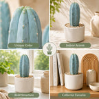 Live Cactus Plant Gymnocalycium Horstii Green Tomato, 4" Pot, Low Maintenance Rare Cactus, Drought Tolerant Houseplant for Indoor Décor, Windowsills & Succulent Collections