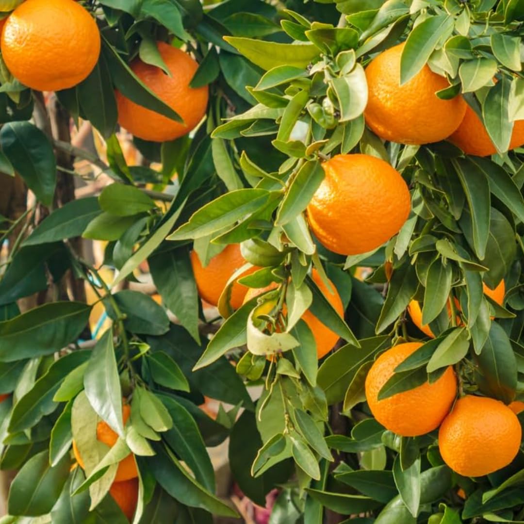 (No Ship to CA,HI,AK) Hamlin Orange Trees Live Plants| 1 Gallon Live Potted Citrus Plant | Sweet Juicy Fruit Tree for Indoor & Outdoor Spaces
