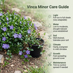 Vinca Minor Ground Cover Plants, Periwinkle Plants Live, 4 Inch Pot, Evergreen Groundcover Vine with Purple Flowers