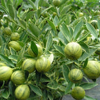 Pink Lemon Tree for Planting | 2.5–3 Feet Tall Live Potted Citrus Plant | Variegated Edible Indoor or Outdoor Fruit Tree for Home Gardens, Patios & Containers | No Ship to CA,HI,AK