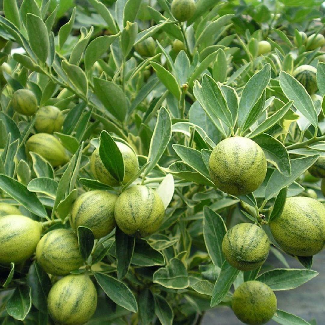 Pink Lemon Tree for Planting | 2.5–3 Feet Tall Live Potted Citrus Plant | Variegated Edible Indoor or Outdoor Fruit Tree for Home Gardens, Patios & Containers | No Ship to CA,HI,AK