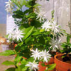 Belle of India Jasmine Plant Live | Size 4 to 5 Inch Tall | Housewarming Friendship Gifts for Women Best Friend Presents for Mom Birthday Gift for New Home