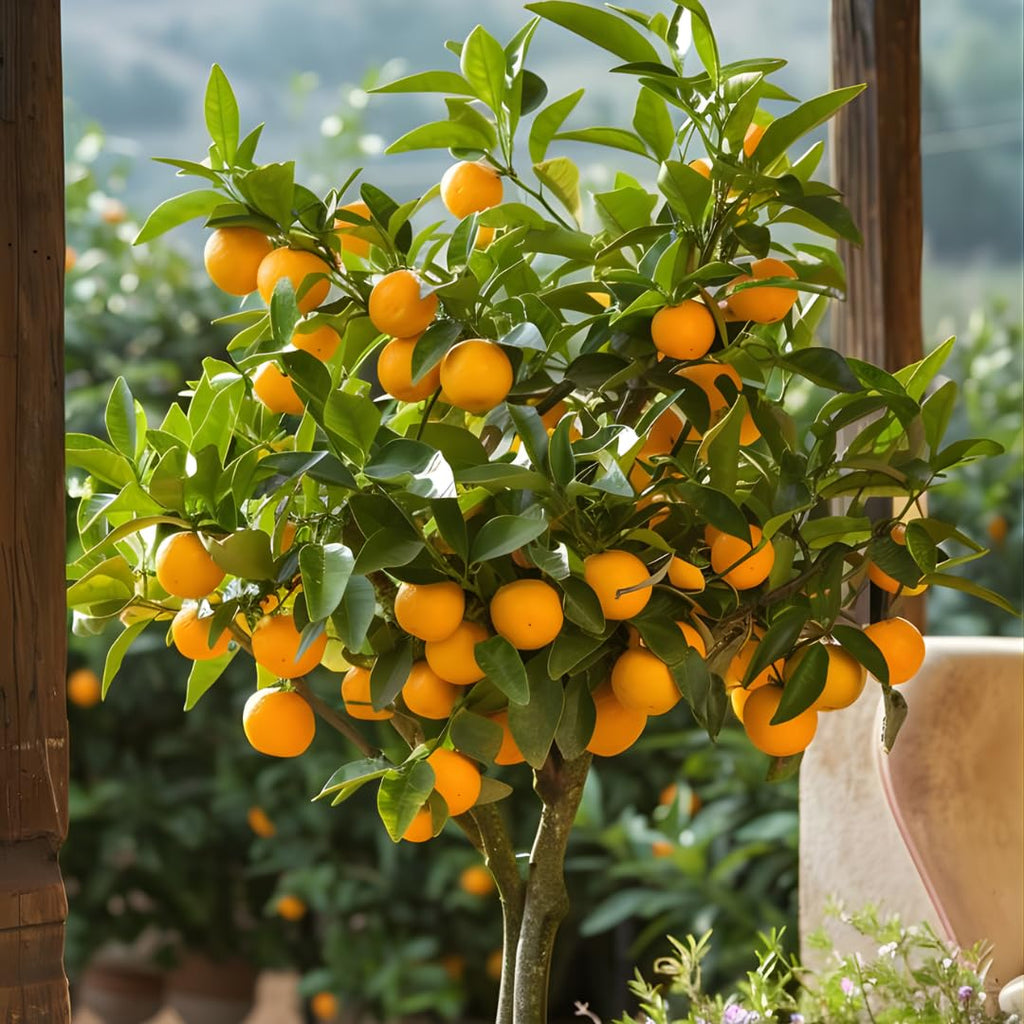 (No Ship to CA,HI,AK) Hamlin Orange Trees Live Plants| 1 Gallon Live Potted Citrus Plant | Sweet Juicy Fruit Tree for Indoor & Outdoor Spaces
